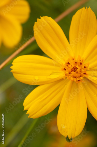 background with beautiful yellow flowers and bee in the garden