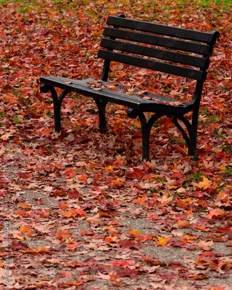 Bench Under a Maple Tree on an Autumn Morning Bench Under a Maple Tree on an Autumn Morning