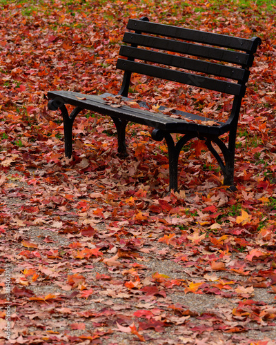Bench Under a Maple Tree on an Autumn Morning