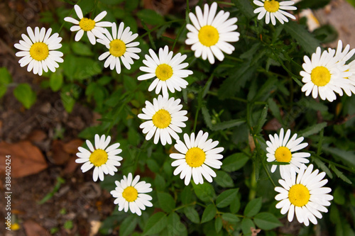 background with beautiful daisies
in the garden