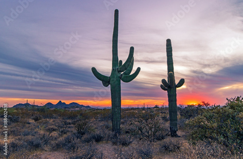 Two Cactus With Colorful Sunset On Horizon In North Scottsdale