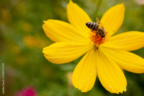 background with beautiful yellow flowers and bee in the garden