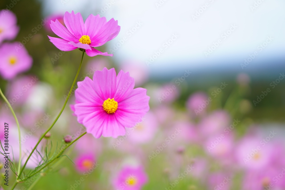 コスモス