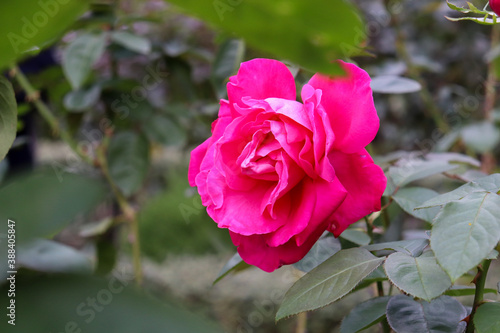 Wallpaper Mural 薔薇 バラ ローズ ピンク 赤 葉っぱ Torontodigital.ca