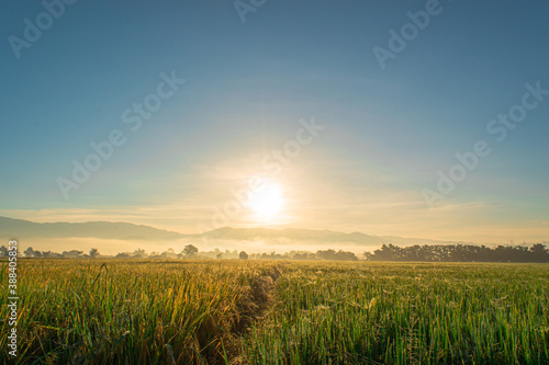 Beautiful rice fields and sunrise background. Landscape view over paddy field on sunrise time.