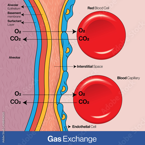 Gaseous exchange in lungs between alveoli and red blood cell: Mechansim of oxygen exchange vector design concept.  breathing molecular mechanism 