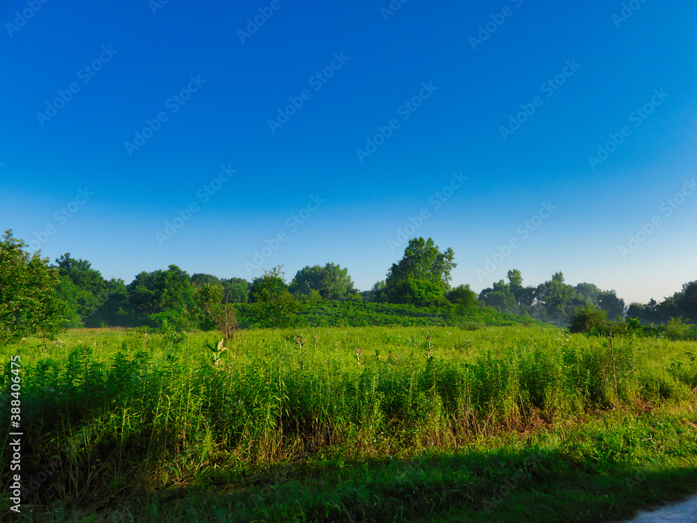 Landscape View of Prairie and Forest on Sunny Summer Day with Lush Green Grass, Plants and Trees with Bright Clear Blue Sky Landscape View of Prairie and Forest on Sunny Summer Day with Lush Green Grass, Plants and Trees with Bright Clear Blue Sky