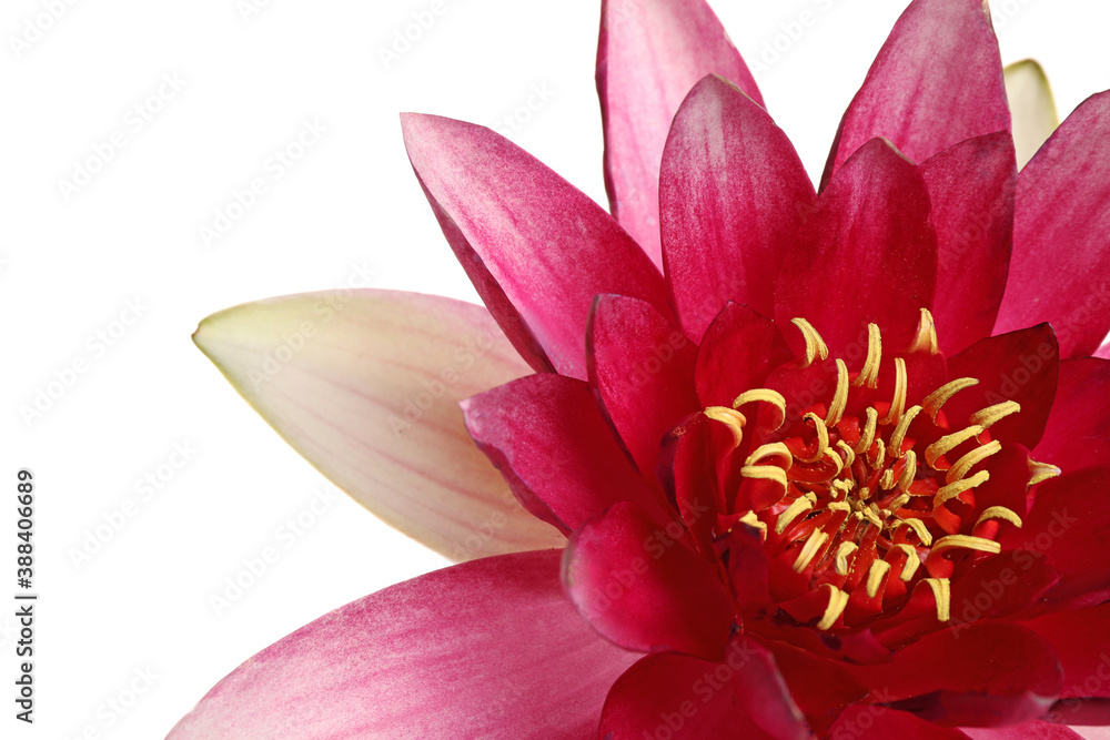 Beautiful blooming pink lotus flower on white background, closeup Beautiful blooming pink lotus flower on white background, closeup
