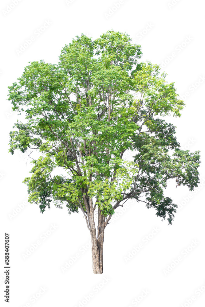 Trees on isolated white background, tropical trees isolated used for design, advertising and architecture Trees on isolated white background, tropical trees isolated used for design, advertising and architecture