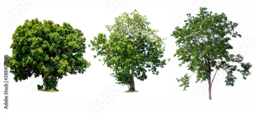 Trees isolated on white background  tropical trees isolated used for design  advertising and architecture