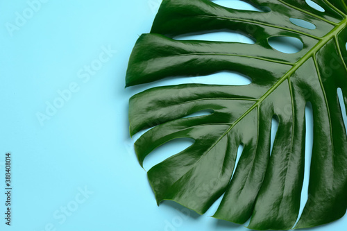 Beautiful monstera leaf on light blue background, top view. Tropical plant