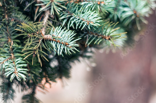 green branch of Christmas tree, New Year background with copy space for text. © Inna