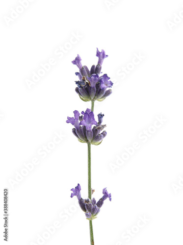 Beautiful lavender on white background  closeup view