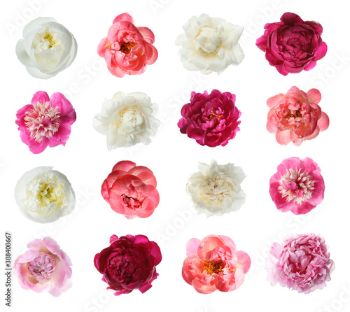 Set of different beautiful peony flowers on white background