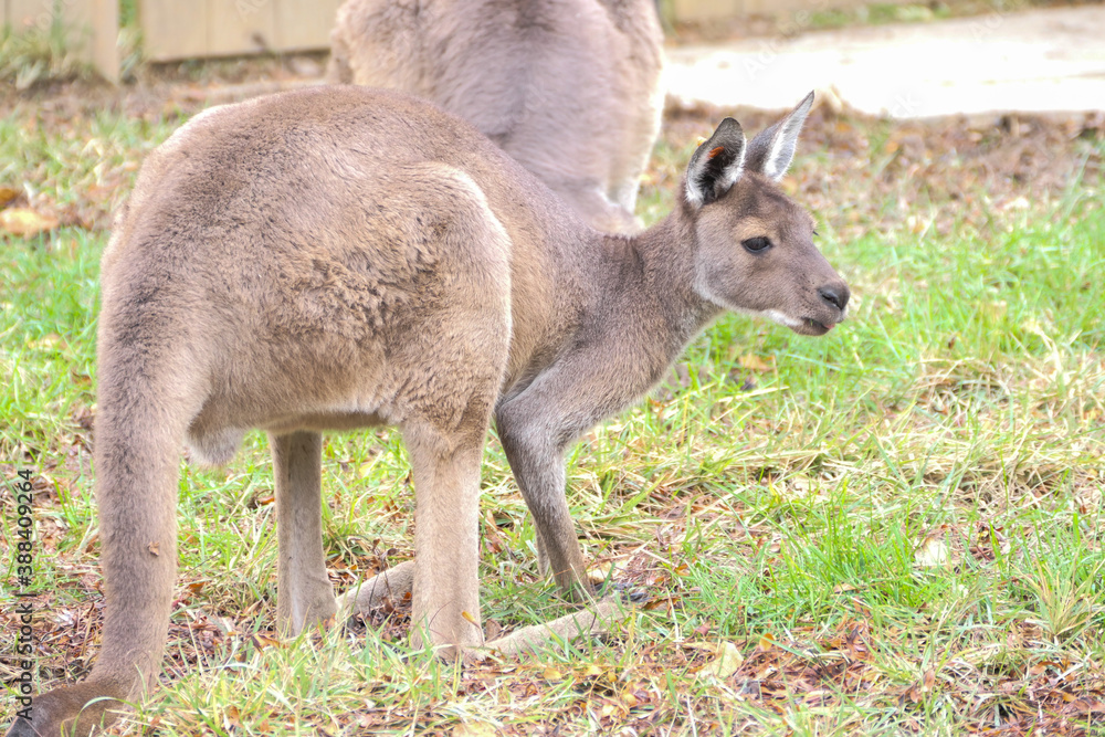 A kangaroo in the grass in profile