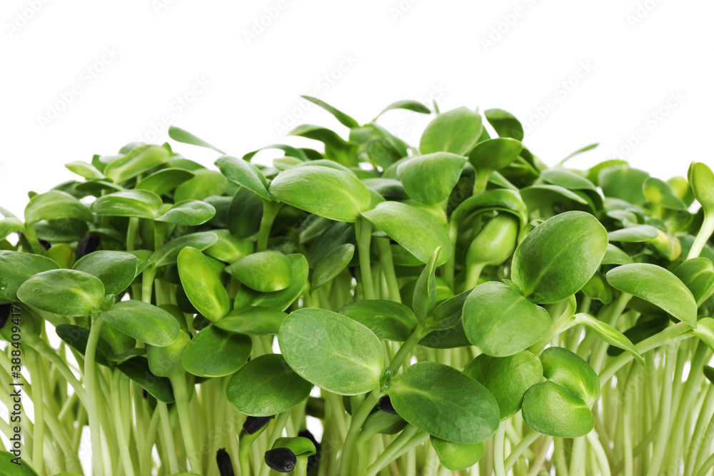 Fototapeta premium Fresh organic microgreen on white background, closeup