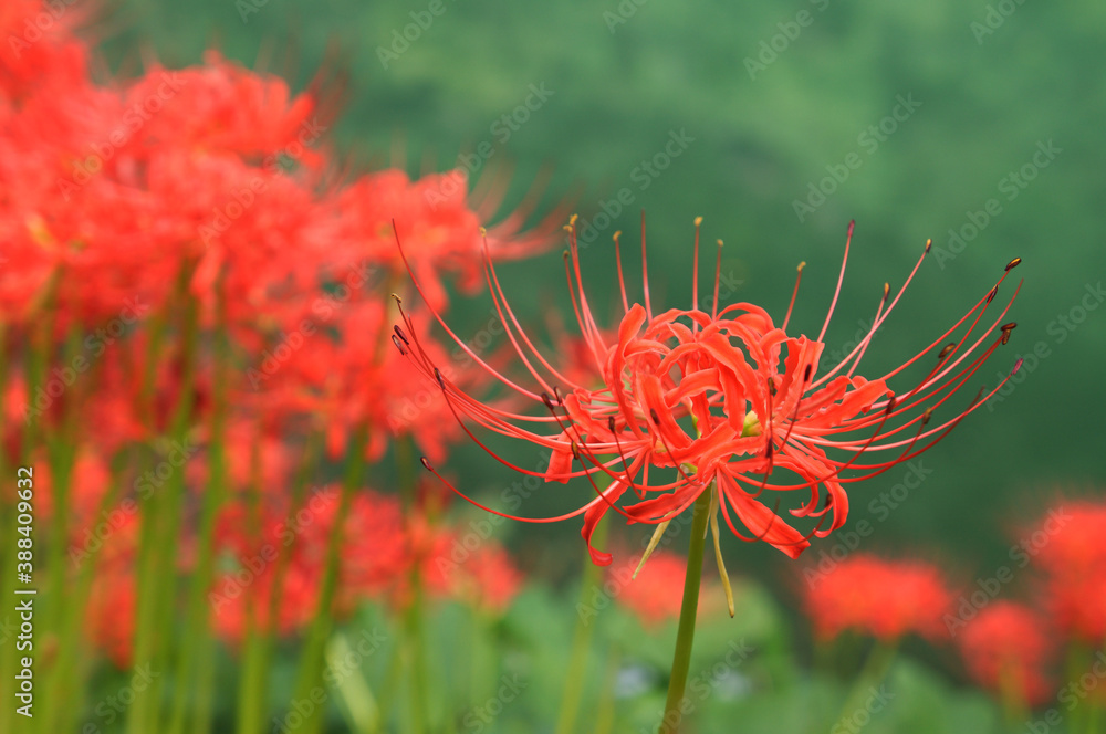 彼岸花