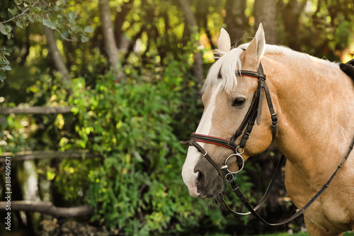 Beautiful palomino horse in bridle outdoors on sunny day. Space for text