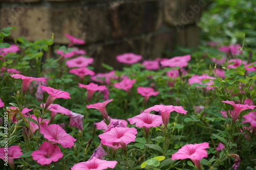 Wallpaper Mural あさがお Torontodigital.ca