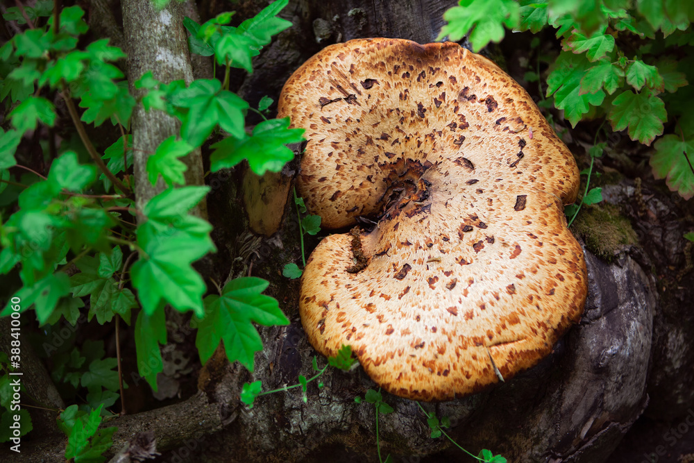 Mushroom growing on the tree trunk . Oak mazegill in the forest Mushroom growing on the tree trunk . Oak mazegill in the forest