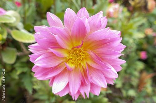 pink and yellow dahlia flower