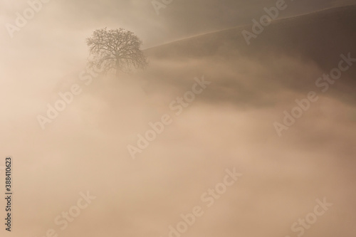 albero nella nebbia Toscana