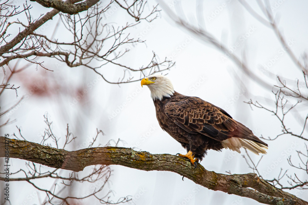 Bald Eagle (Haliaeetus leucocephalus) perched on branch in central Wisconsin Bald Eagle (Haliaeetus leucocephalus) perched on branch in central Wisconsin