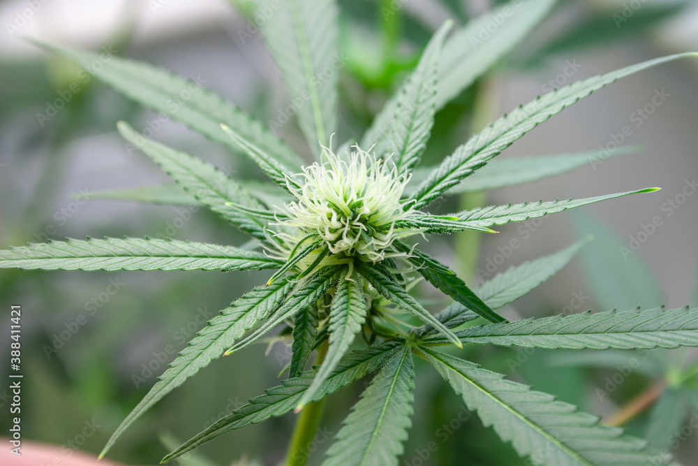 Young Marijuana Flower just starting to bloom Young Marijuana Flower just starting to bloom