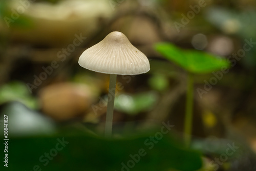 The cap of the common bonnet mushroom or mycena galericulata growing in fall woodland. 