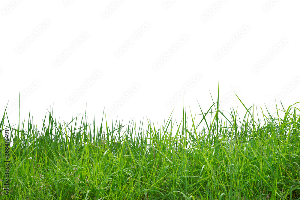 Fototapeta premium Green grass isolated on white background