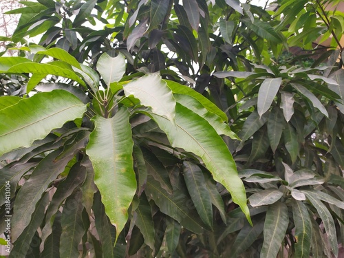 
Mango plant leaves