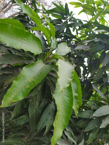 Mango plant leaves