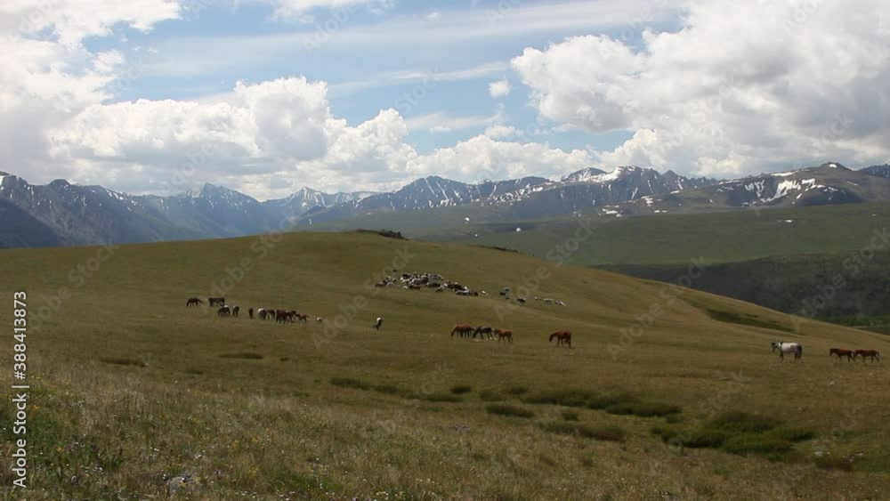 horses graze in the meadow and eat grass in a beautiful meadow against the background of mountains and mountain peaks covered with snow and against the background of beautiful clouds and sky horses graze in the meadow and eat grass in a beautiful meadow against the background of mountains and mountain peaks covered with snow and against the background of beautiful clouds and sky