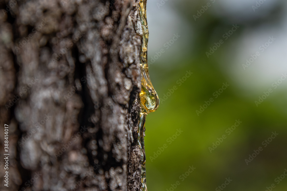 Sticky yellow sap beads up and drips down the side of a pine tree trunk Sticky yellow sap beads up and drips down the side of a pine tree trunk