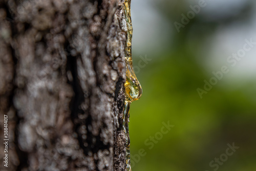 Konstfotografi Sticky yellow sap beads up and drips down the side of a pine tree trunk