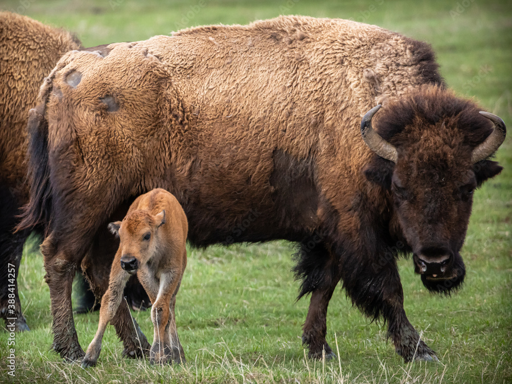 bison calf bison calf