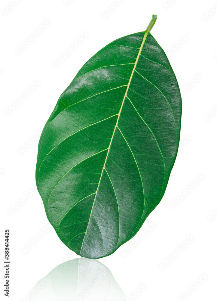 Green leaf isolated on white background. Green leaf isolated on white background.