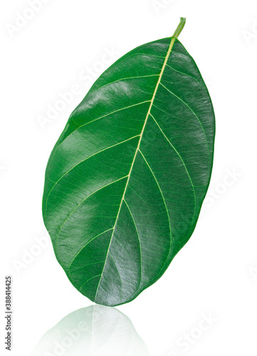 Green leaf isolated on white background.