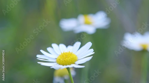 Close up of blooming daisies flowers waving in the wind. photo