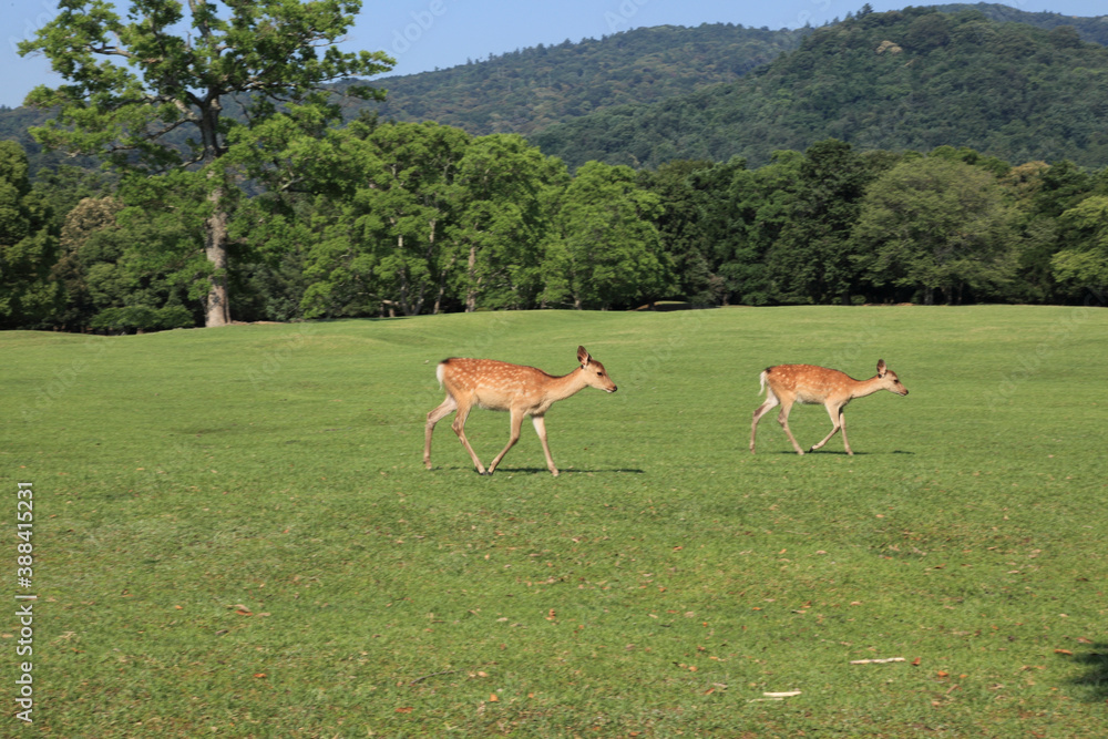 奈良公園の鹿 奈良公園の鹿
