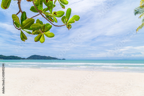 Fototapeta Naklejka Na Ścianę i Meble -  Summer holiday and vacation background concept of beautiful leaves frame trees on tropical beach.