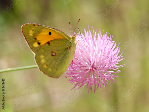 Mariposa sobre Flor rosa © Jorge