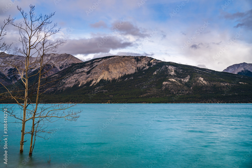 Dried Birch Branches and fallen golden foliage on the emerald green water surface. Scenery view at Abraham lake shore in autumn season. Jasper National Park, Alberta, Canada.