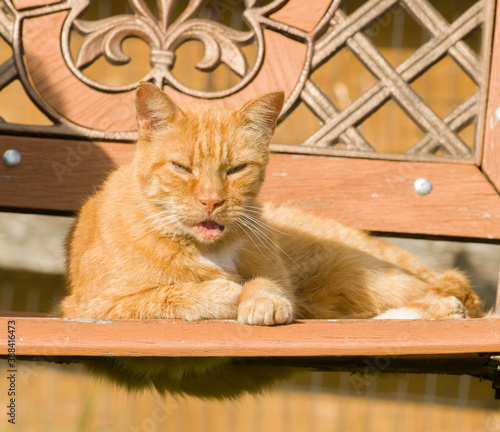 very old senior cat tabby ginger orange old feline sitting on bench of similar color on small farm