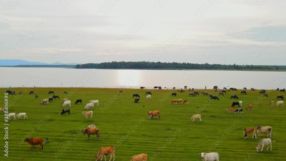 Aerial view group of water buffaloes and cow at the green field in countryside.Drone shot flying Aerial view group of water buffaloes and cow at the green field in countryside.Drone shot flying