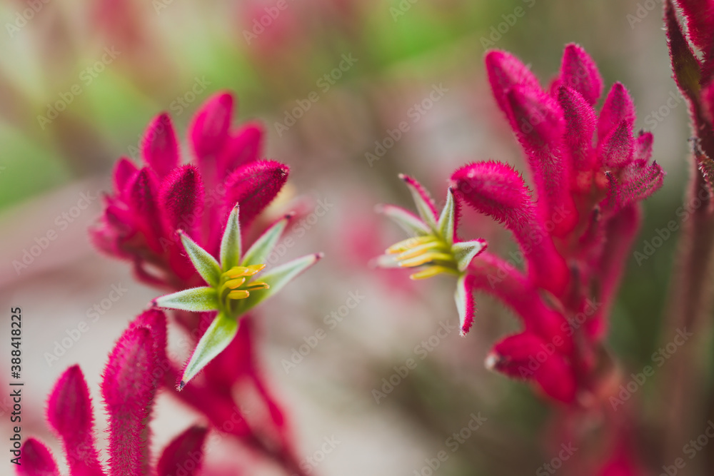 native Australian red kangaroo paws plant with red magenta flowers opening up shot outdoor in sunny backyard