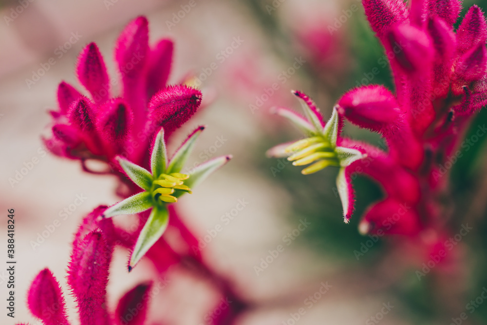 native Australian red kangaroo paws plant with red magenta flowers opening up shot outdoor in sunny backyard native Australian red kangaroo paws plant with red magenta flowers opening up shot outdoor in sunny backyard