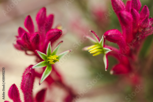 native Australian red kangaroo paws plant with red magenta flowers opening up shot outdoor in sunny backyard