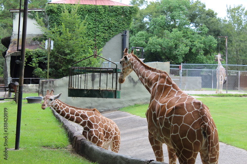Photography giraffe in zoo