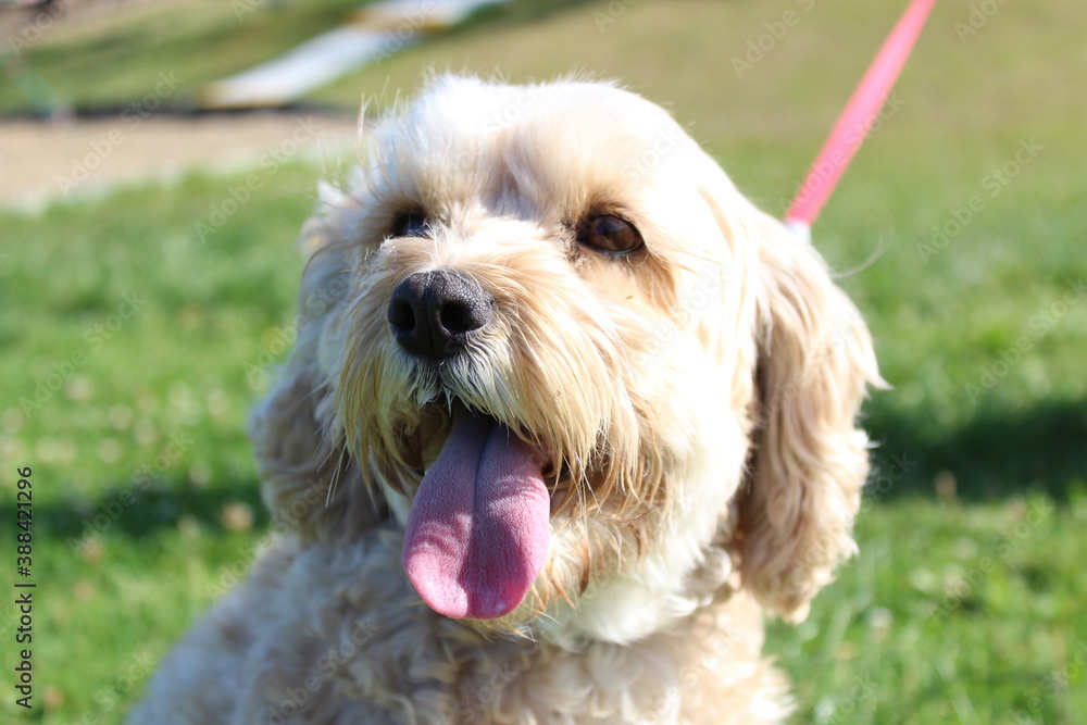 Super Cute Cavoodle Puppy Going for Walk and Very Happy Super Cute Cavoodle Puppy Going for Walk and Very Happy